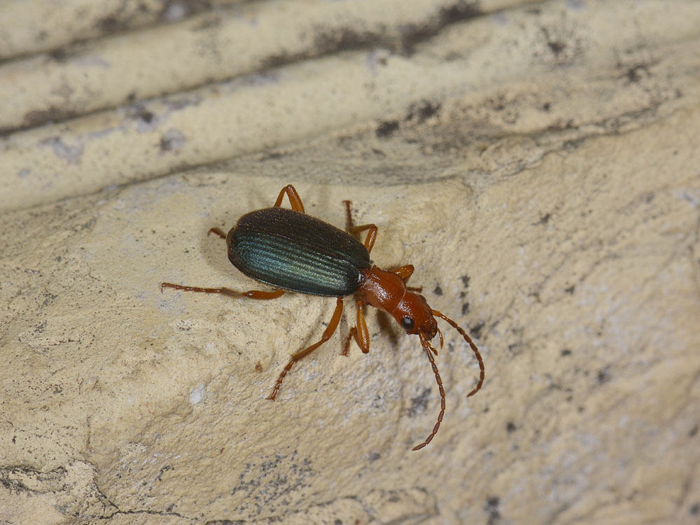 Brachinus crepitans